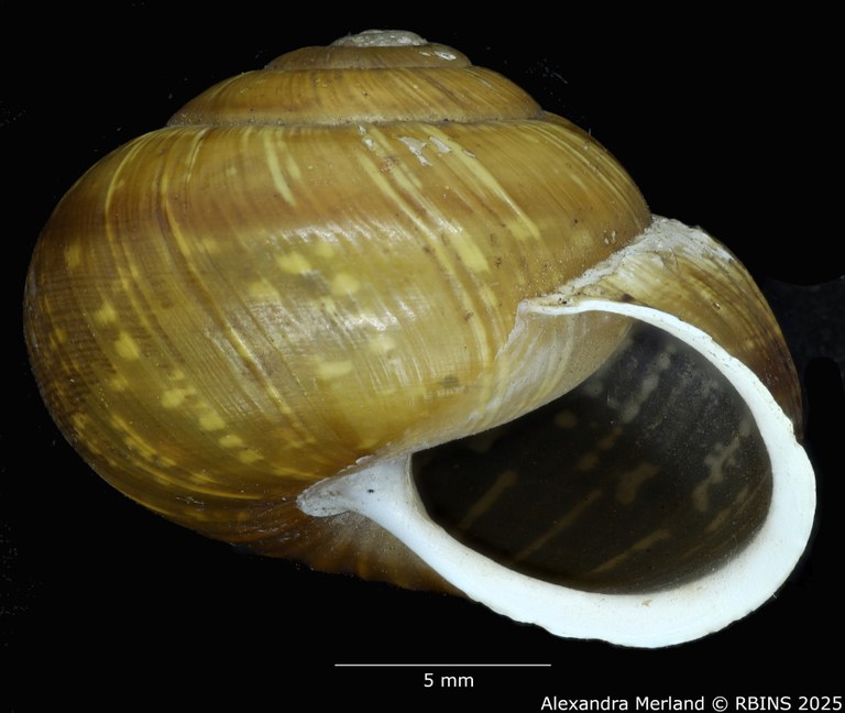 BE-RBINS-INV-MT-3560-Helicigona-arbustorum-xatarti-oral-type.jpg