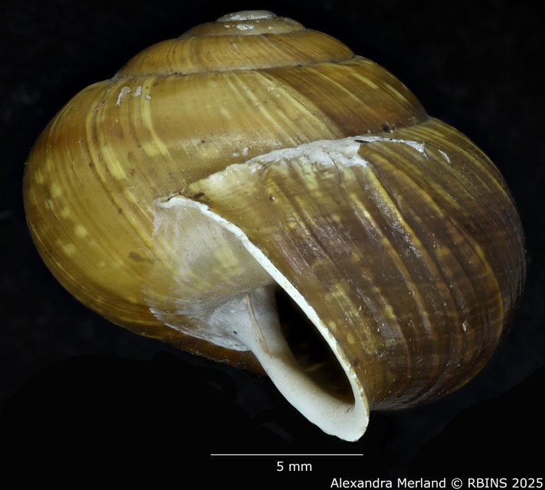 BE-RBINS-INV-MT-3560-Helicigona-arbustorum-xatarti-profile-type.jpg
