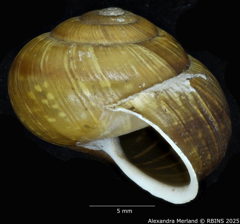 BE-RBINS-INV-MT-3560-Helicigona-arbustorum-xatarti-profile2-type.jpg