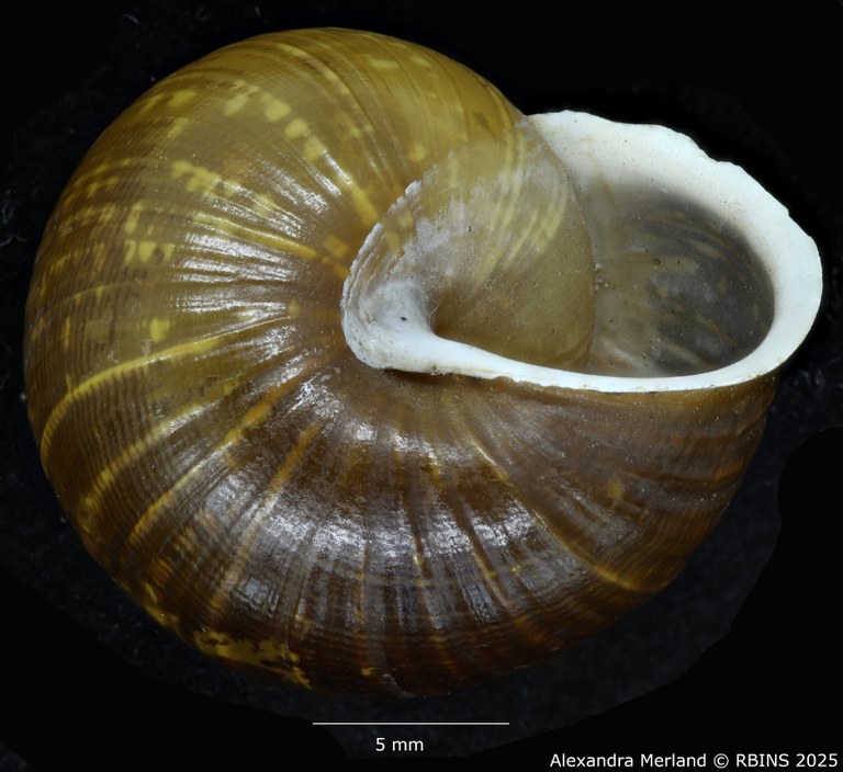 BE-RBINS-INV-MT-3560-Helicigona-arbustorum-xatarti-umbilical-type.jpg