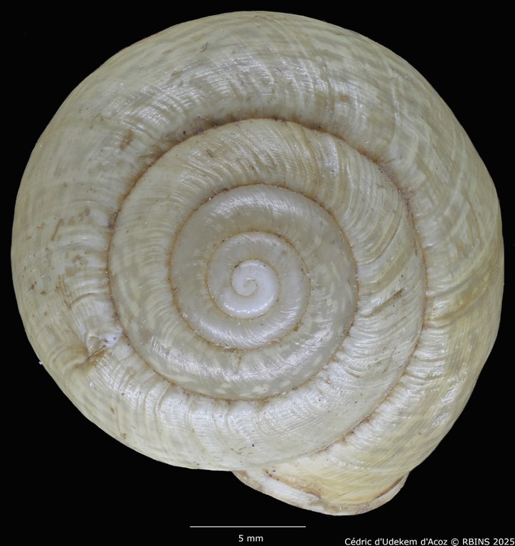BE-RBINS-INV-MT-3421-Helix-arbustorum-icterica-st-DORSAL.jpg BE-RBINS-INV-MT-3421-Helix-arbustorum-icterica-st-DORSAL.jpg