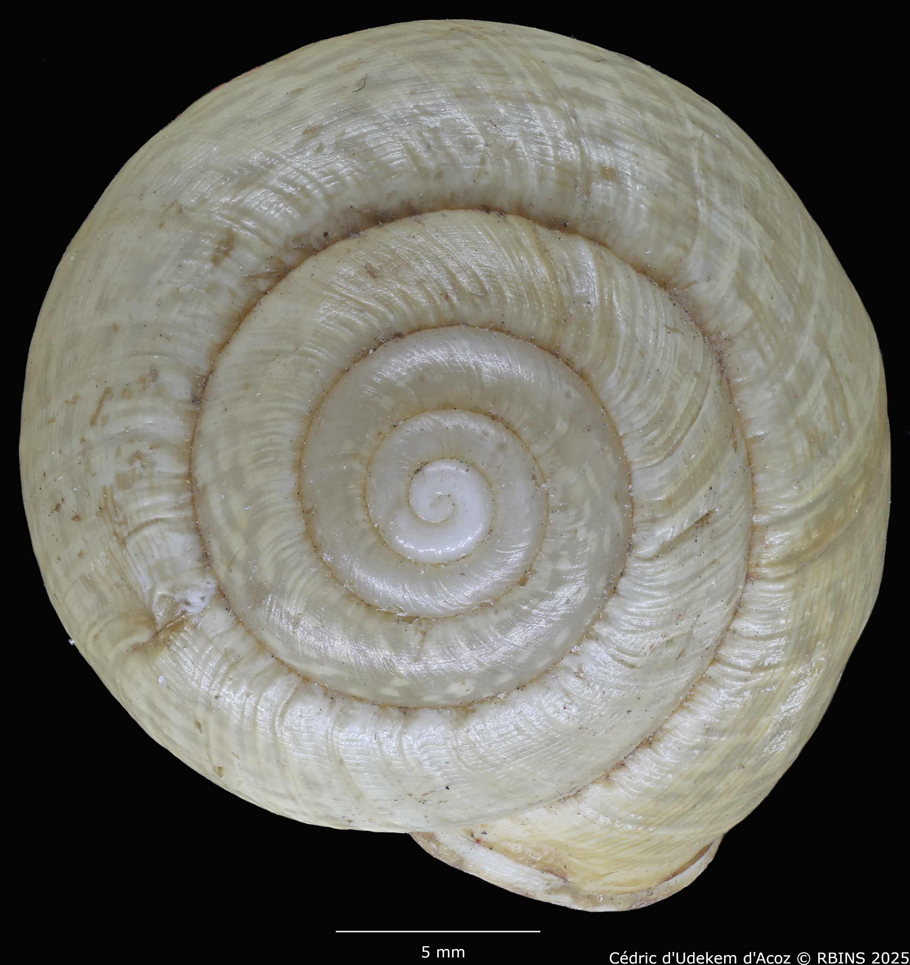 BE-RBINS-INV-MT-3421-Helix-arbustorum-icterica-st-DORSAL.jpg