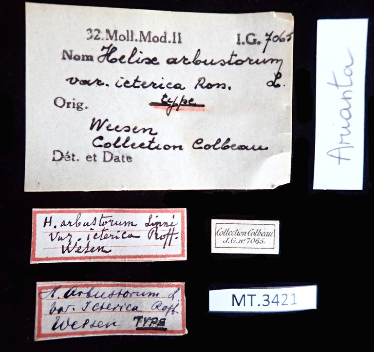 BE-RBINS-INV-MT-3421-Helix-arbustorum-icterica-st-LABEL.JPG BE-RBINS-INV-MT-3421-Helix-arbustorum-icterica-st-LABEL.JPG