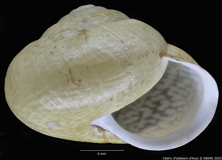 BE-RBINS-INV-MT-3421-Helix-arbustorum-icterica-st-ORAL1.jpg BE-RBINS-INV-MT-3421-Helix-arbustorum-icterica-st-ORAL1.jpg