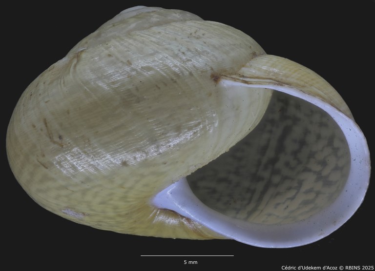 BE-RBINS-INV-MT-3421-Helix-arbustorum-icterica-st-ORAL2.jpg BE-RBINS-INV-MT-3421-Helix-arbustorum-icterica-st-ORAL2.jpg