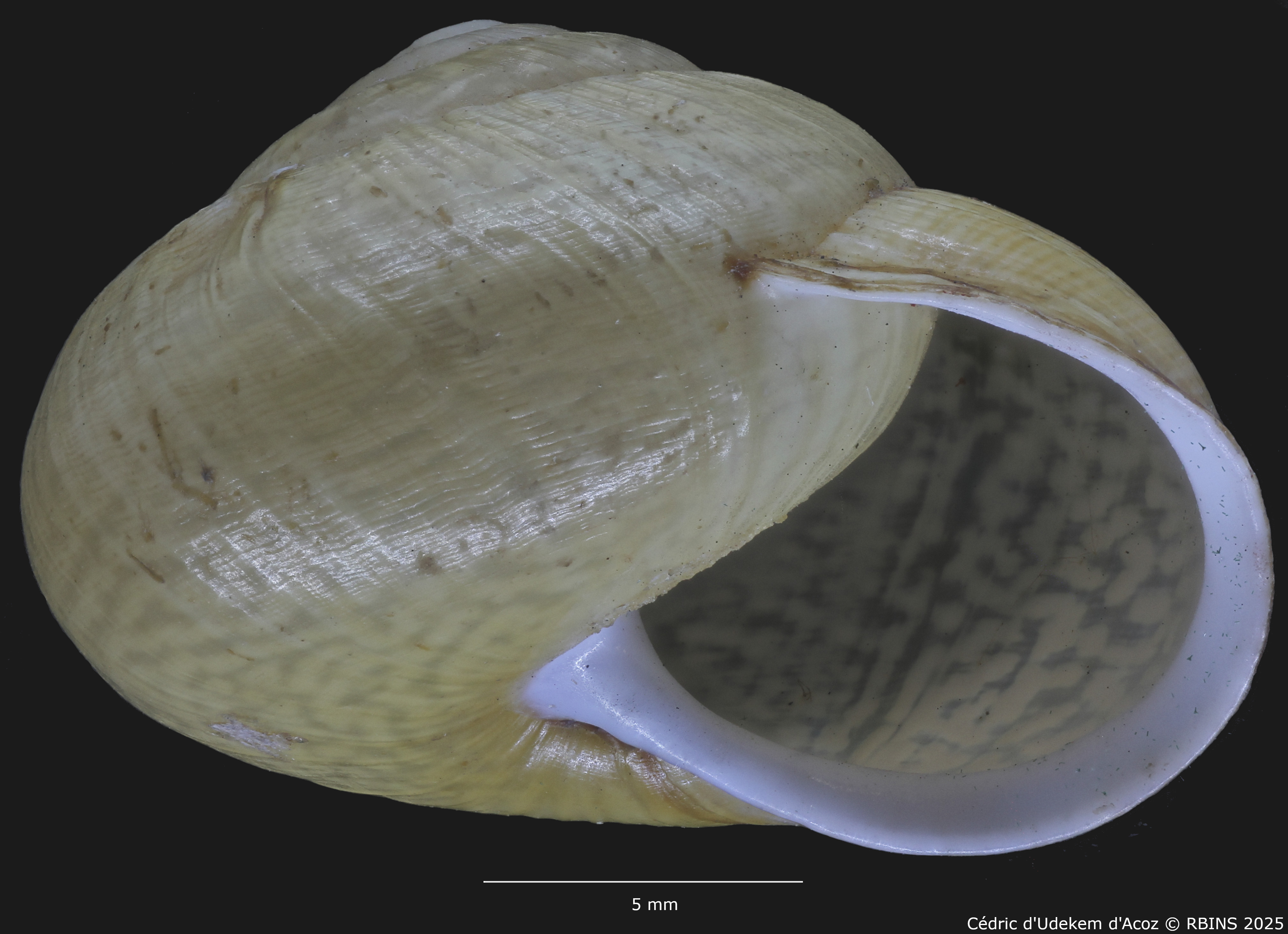 BE-RBINS-INV-MT-3421-Helix-arbustorum-icterica-st-ORAL2.jpg