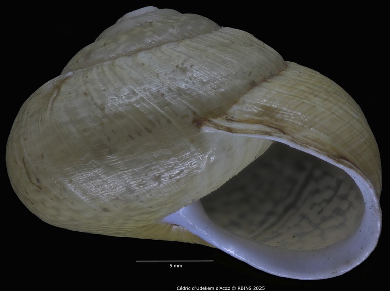BE-RBINS-INV-MT-3421-Helix-arbustorum-icterica-st-ORAL3.jpg BE-RBINS-INV-MT-3421-Helix-arbustorum-icterica-st-ORAL3.jpg