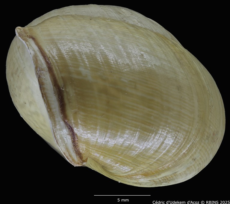 BE-RBINS-INV-MT-3421-Helix-arbustorum-icterica-st-PROFILE1.jpg BE-RBINS-INV-MT-3421-Helix-arbustorum-icterica-st-PROFILE1.jpg