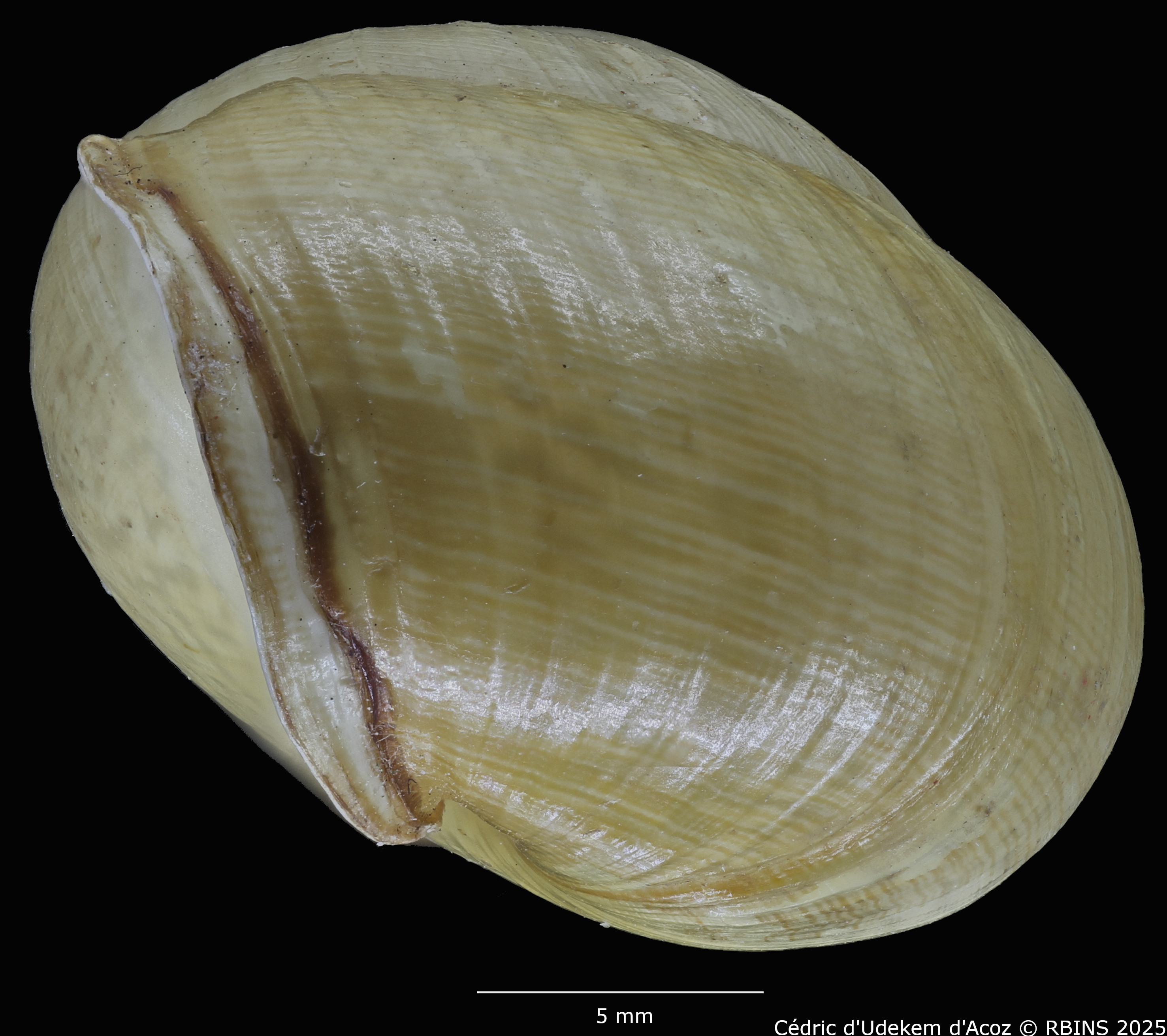 BE-RBINS-INV-MT-3421-Helix-arbustorum-icterica-st-PROFILE1.jpg