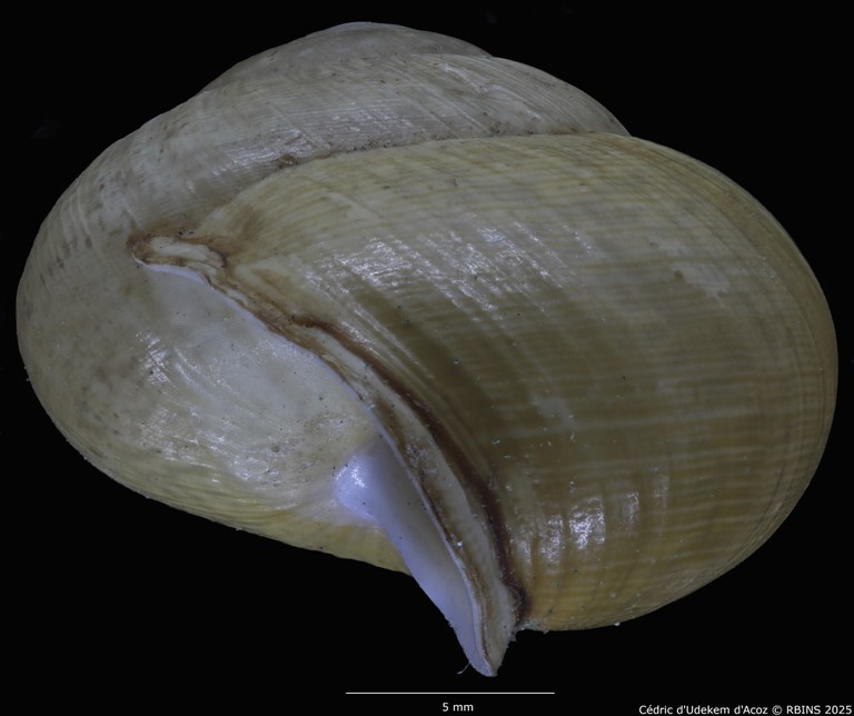 BE-RBINS-INV-MT-3421-Helix-arbustorum-icterica-st-PROFILE2.jpg BE-RBINS-INV-MT-3421-Helix-arbustorum-icterica-st-PROFILE2.jpg