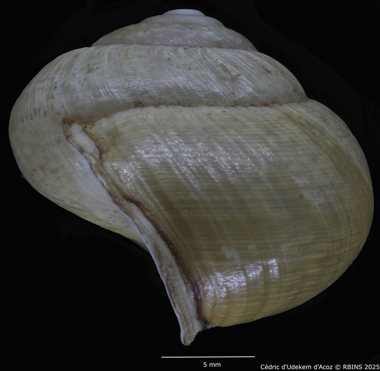 BE-RBINS-INV-MT-3421-Helix-arbustorum-icterica-st-PROFILE3.jpg BE-RBINS-INV-MT-3421-Helix-arbustorum-icterica-st-PROFILE3.jpg