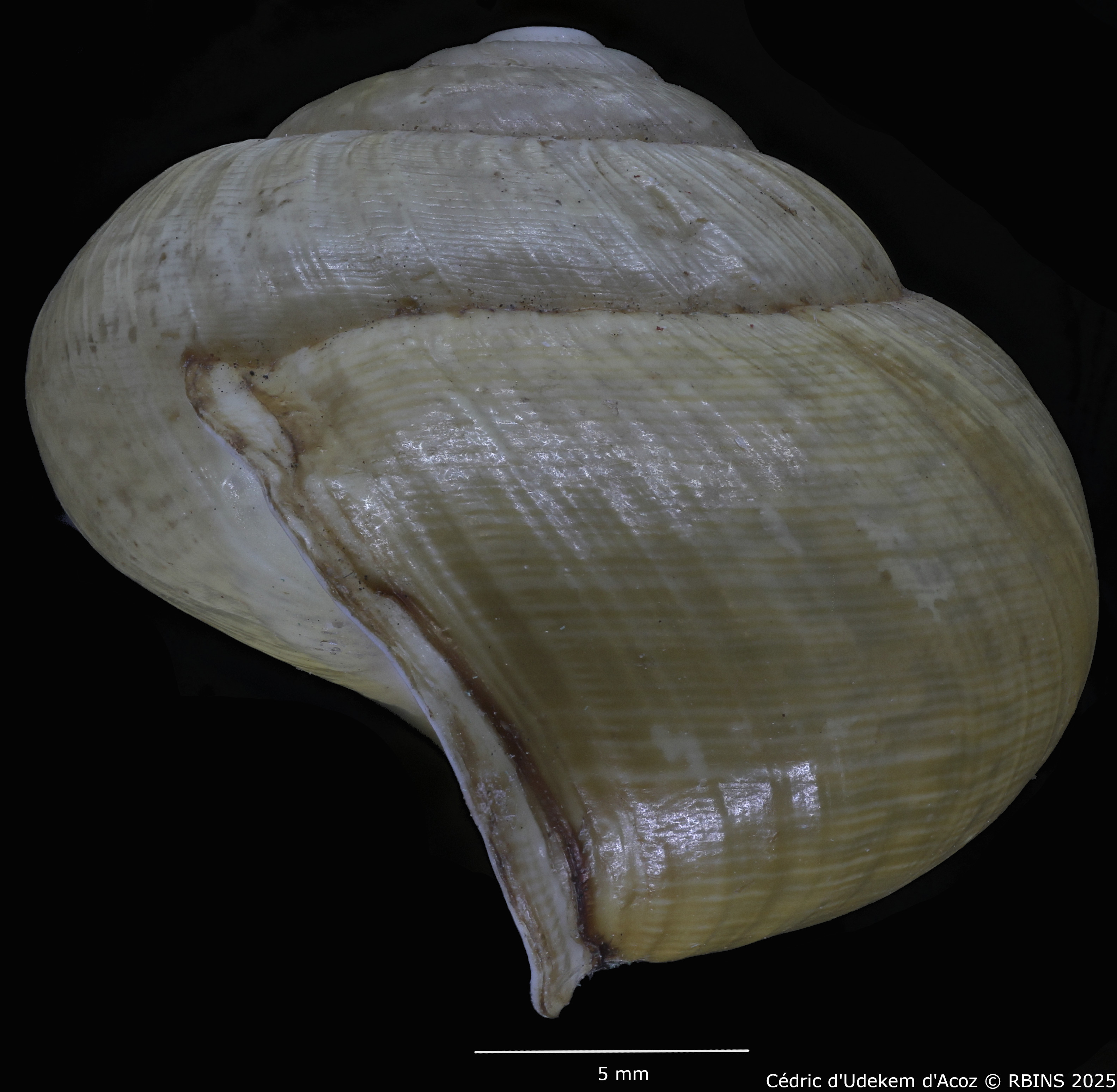 BE-RBINS-INV-MT-3421-Helix-arbustorum-icterica-st-PROFILE3.jpg