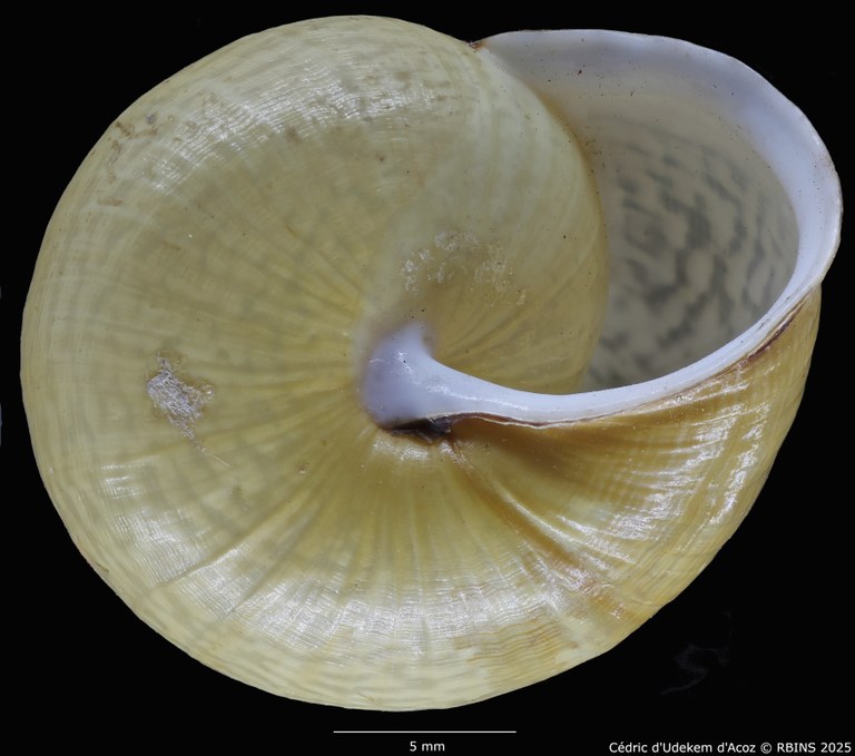 BE-RBINS-INV-MT-3421-Helix-arbustorum-icterica-st-VENTRAL.jpg BE-RBINS-INV-MT-3421-Helix-arbustorum-icterica-st-VENTRAL.jpg