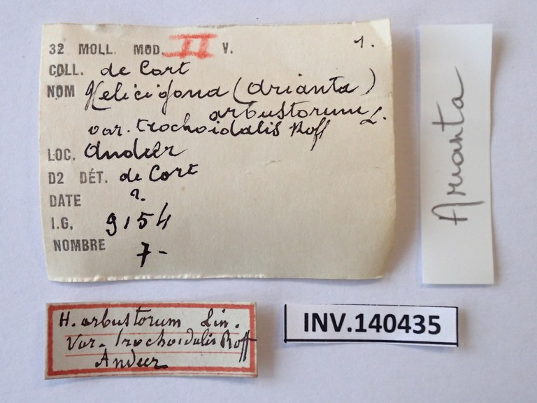 BE-RBINS-INV-MT-4172-Helix-arbustorum-trochoidalis-st-LABEL.JPG BE-RBINS-INV-MT-4172-Helix-arbustorum-trochoidalis-st-LABEL.JPG