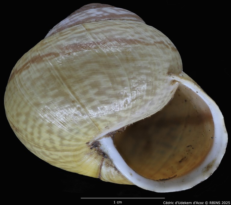 BE-RBINS-INV-MT-4172-Helix-arbustorum-trochoidalis-st-ORAL1.jpg BE-RBINS-INV-MT-4172-Helix-arbustorum-trochoidalis-st-ORAL1.jpg