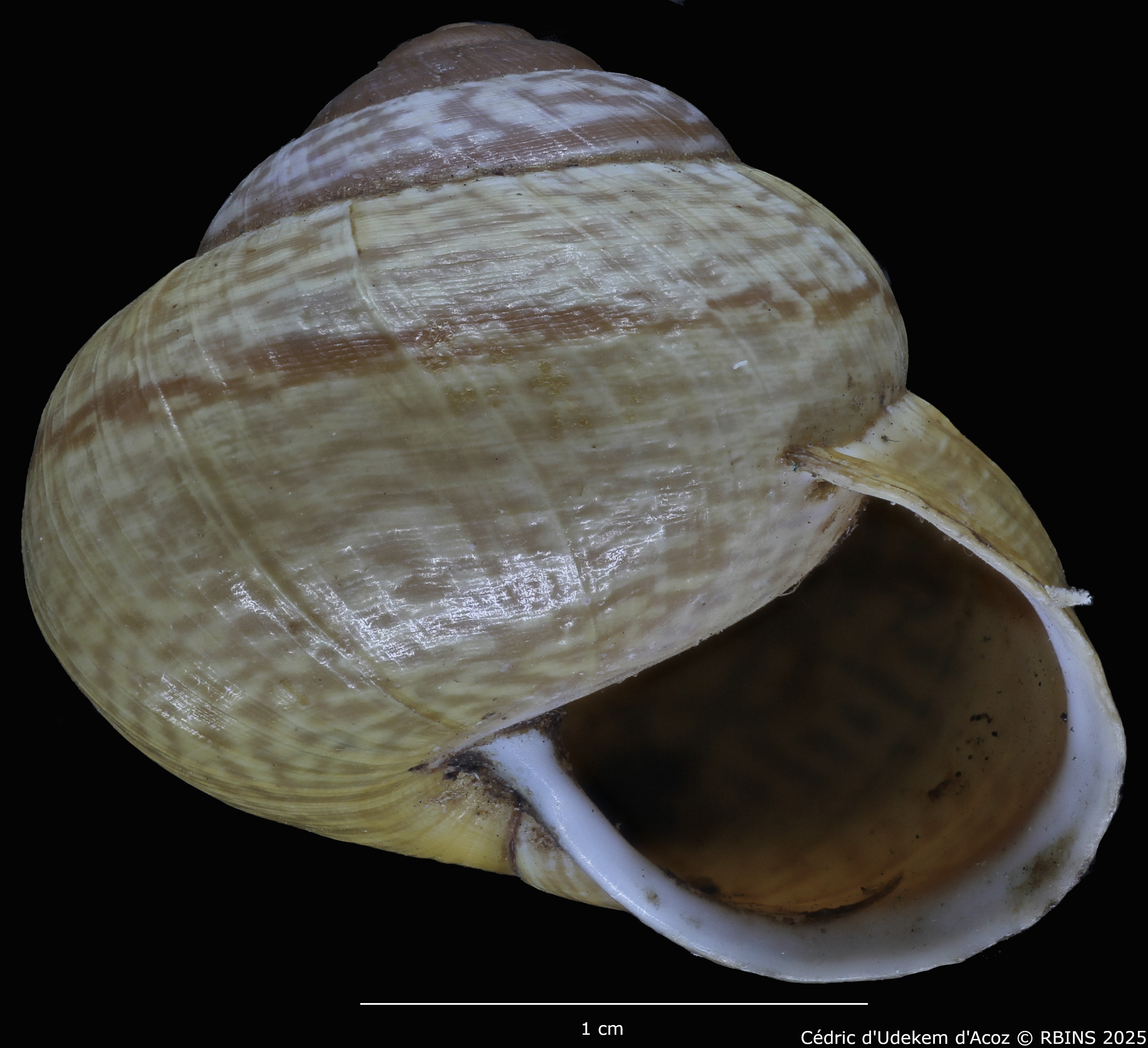 BE-RBINS-INV-MT-4172-Helix-arbustorum-trochoidalis-st-ORAL2.jpg