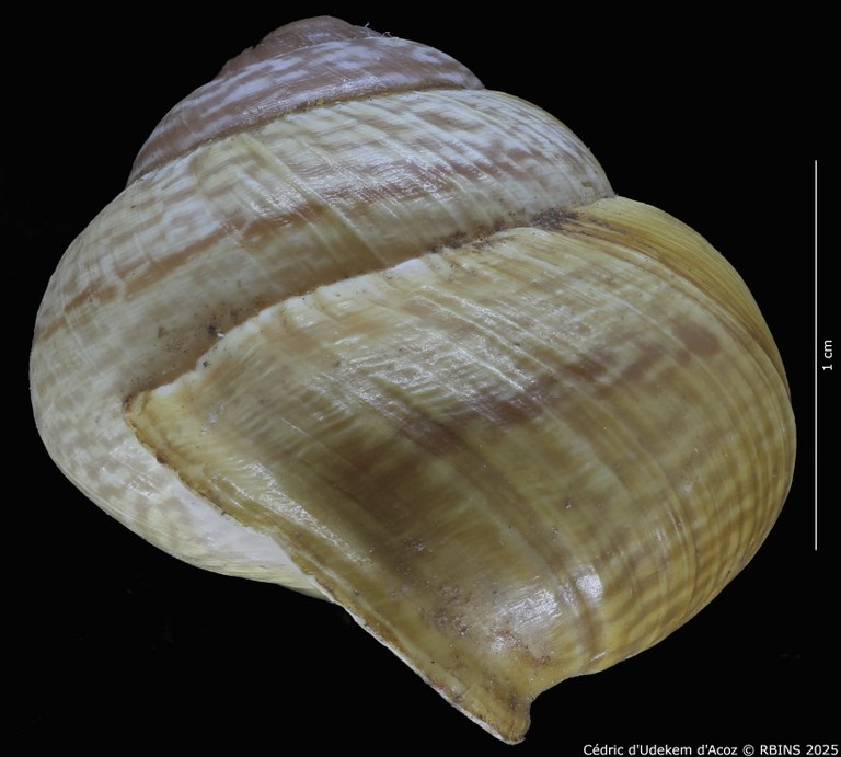 BE-RBINS-INV-MT-4172-Helix-arbustorum-trochoidalis-st-PROFILE1.jpg BE-RBINS-INV-MT-4172-Helix-arbustorum-trochoidalis-st-PROFILE1.jpg