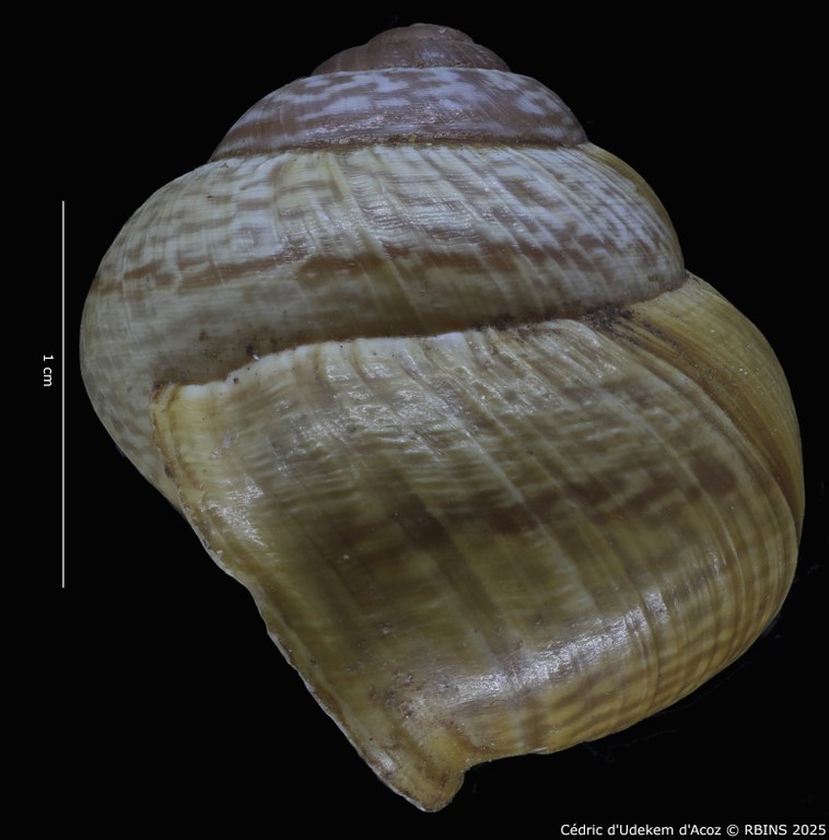 BE-RBINS-INV-MT-4172-Helix-arbustorum-trochoidalis-st-PROFILE2.jpg BE-RBINS-INV-MT-4172-Helix-arbustorum-trochoidalis-st-PROFILE2.jpg