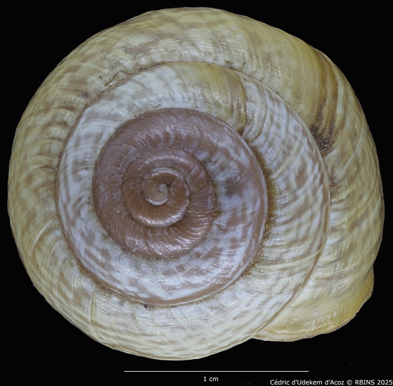 BE-RBINS-INV-MT-4172-Helix-arbustorum-trochoidalis-st-TOP.jpg BE-RBINS-INV-MT-4172-Helix-arbustorum-trochoidalis-st-TOP.jpg