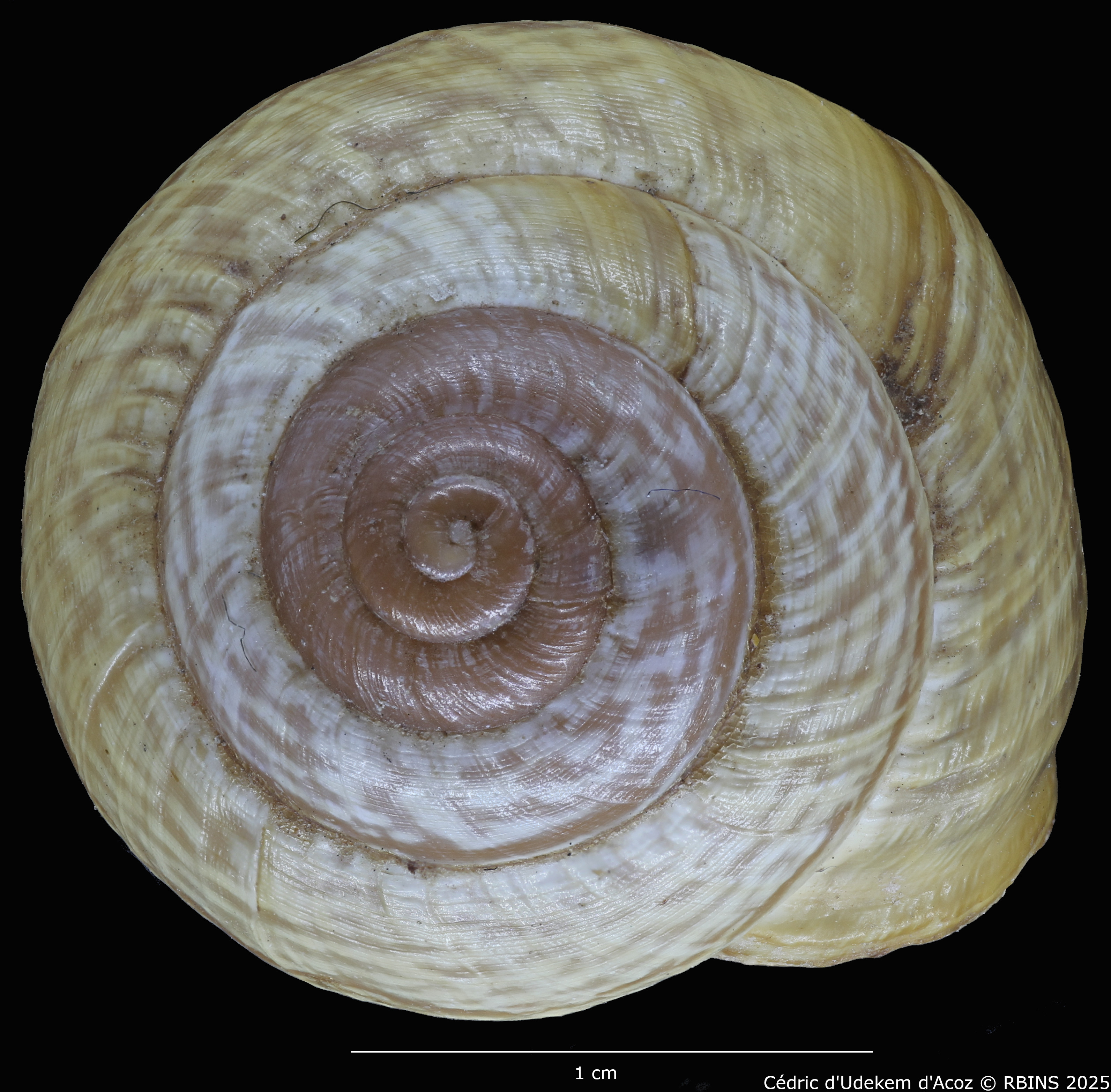 BE-RBINS-INV-MT-4172-Helix-arbustorum-trochoidalis-st-TOP.jpg