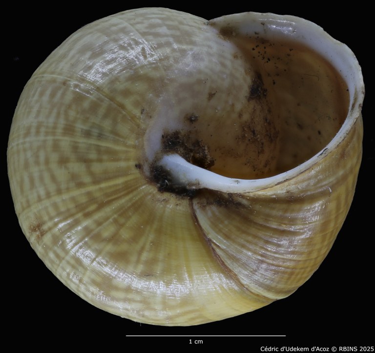 BE-RBINS-INV-MT-4172-Helix-arbustorum-trochoidalis-st-VENTRAL.jpg BE-RBINS-INV-MT-4172-Helix-arbustorum-trochoidalis-st-VENTRAL.jpg