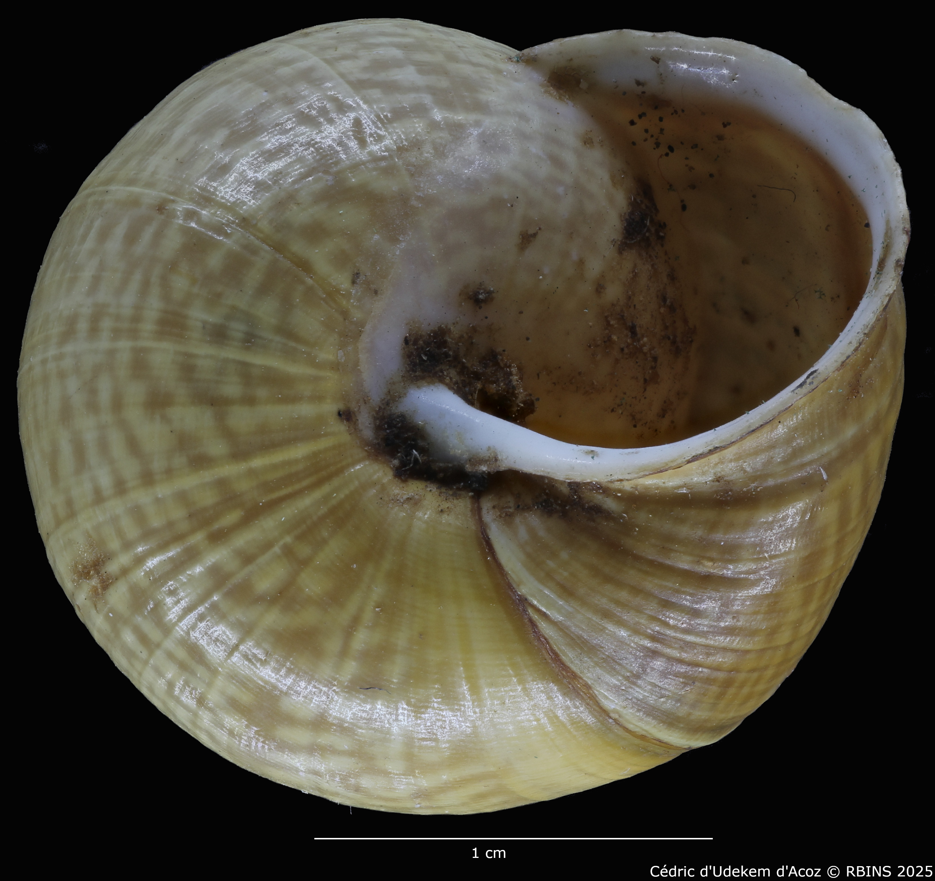 BE-RBINS-INV-MT-4172-Helix-arbustorum-trochoidalis-st-VENTRAL.jpg