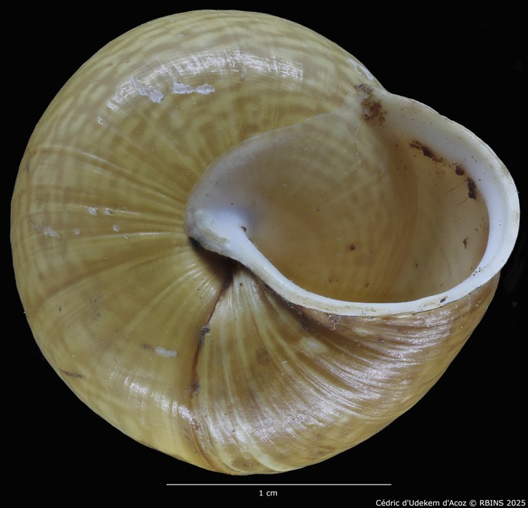 BE-RBINS-INV-MT-4171-Helix-arbustorum-trochoidalis-st-BOTTOM1.jpg BE-RBINS-INV-MT-4171-Helix-arbustorum-trochoidalis-st-BOTTOM1.jpg