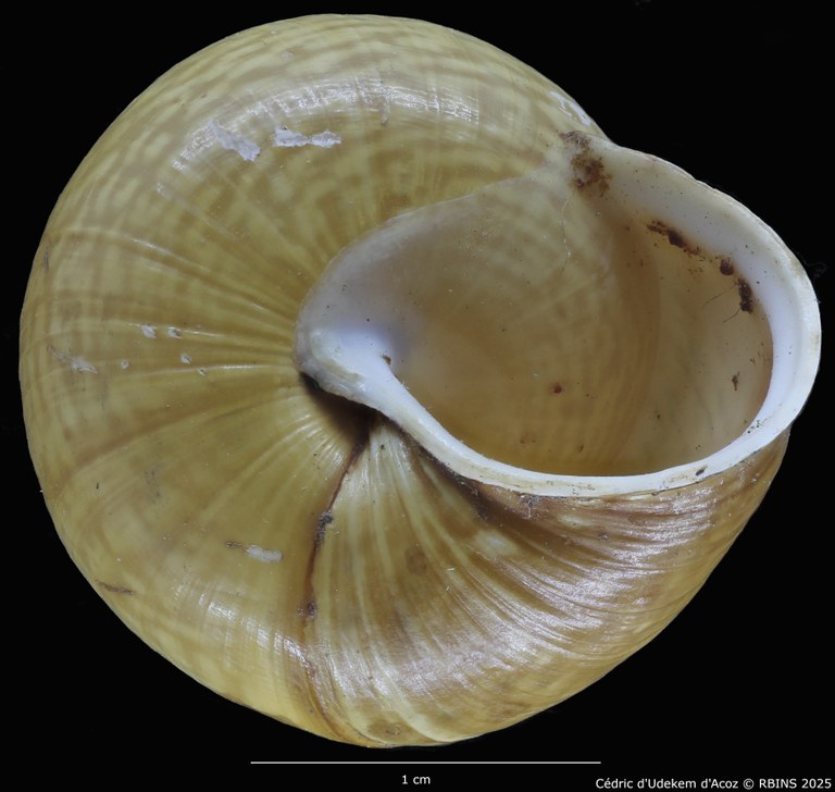 BE-RBINS-INV-MT-4171-Helix-arbustorum-trochoidalis-st-BOTTOM2.jpg BE-RBINS-INV-MT-4171-Helix-arbustorum-trochoidalis-st-BOTTOM2.jpg