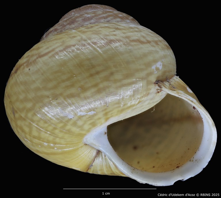 BE-RBINS-INV-MT-4171-Helix-arbustorum-trochoidalis-st-ORAL1.jpg BE-RBINS-INV-MT-4171-Helix-arbustorum-trochoidalis-st-ORAL1.jpg