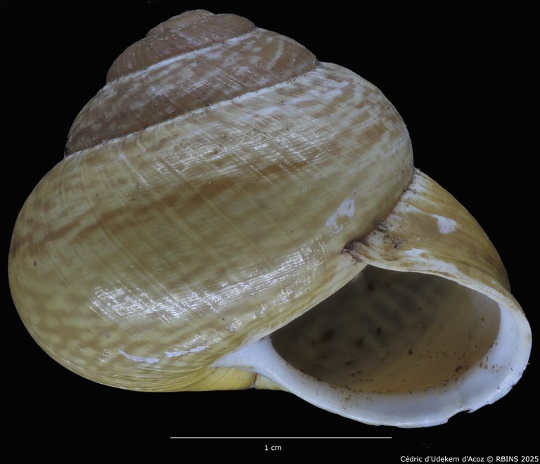 BE-RBINS-INV-MT-4171-Helix-arbustorum-trochoidalis-st-ORAL2.jpg BE-RBINS-INV-MT-4171-Helix-arbustorum-trochoidalis-st-ORAL2.jpg