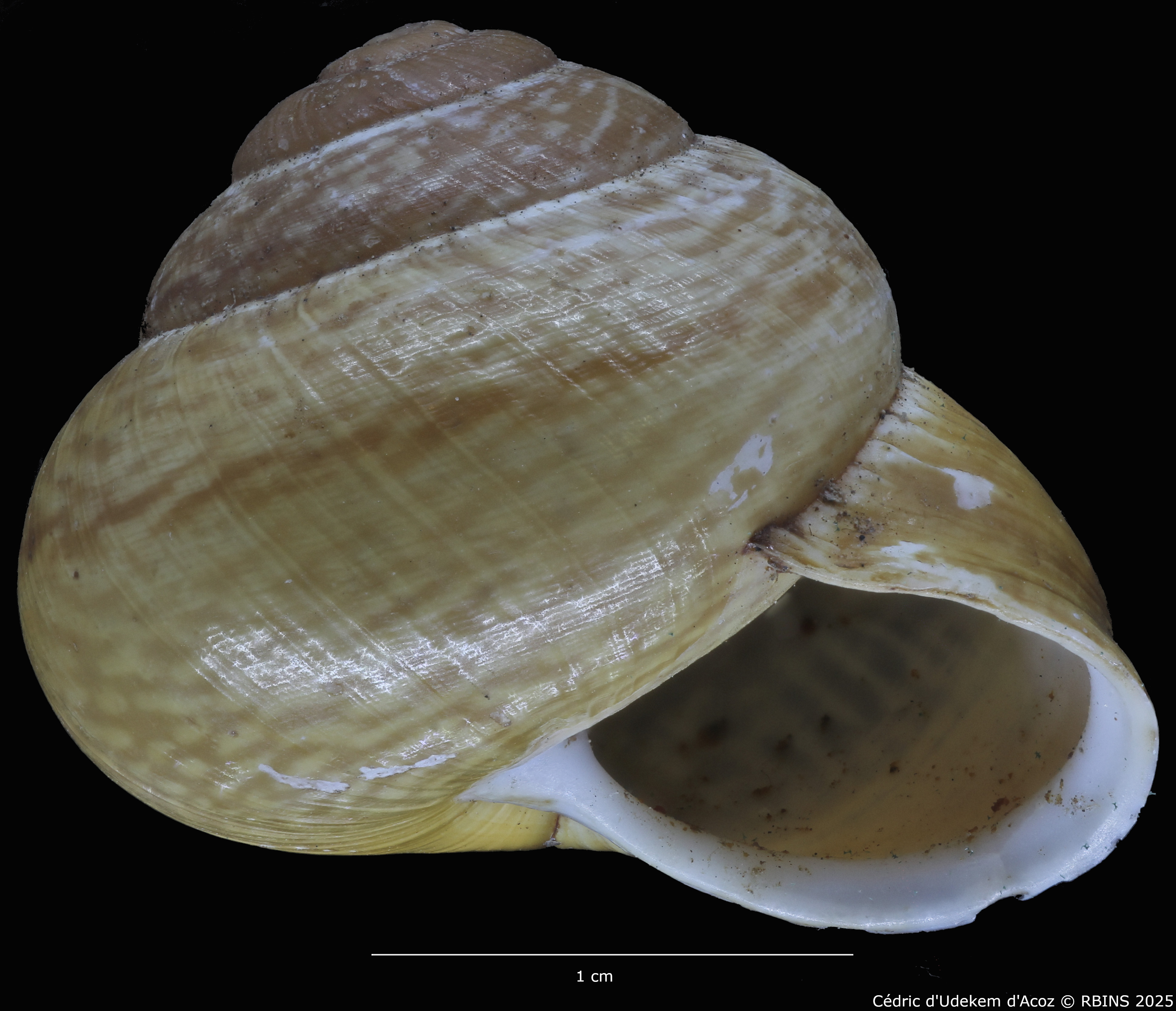 BE-RBINS-INV-MT-4171-Helix-arbustorum-trochoidalis-st-ORAL2.jpg