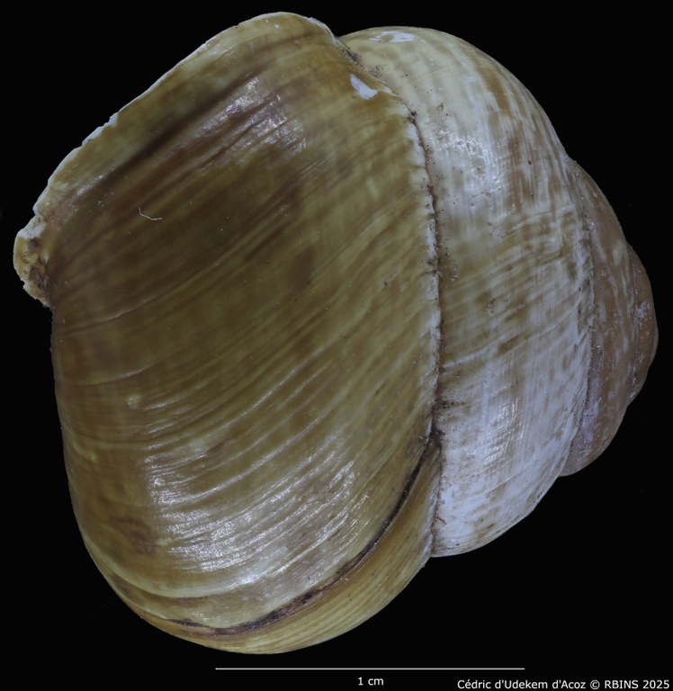 BE-RBINS-INV-MT-4171-Helix-arbustorum-trochoidalis-st-PROFILE1.jpg BE-RBINS-INV-MT-4171-Helix-arbustorum-trochoidalis-st-PROFILE1.jpg