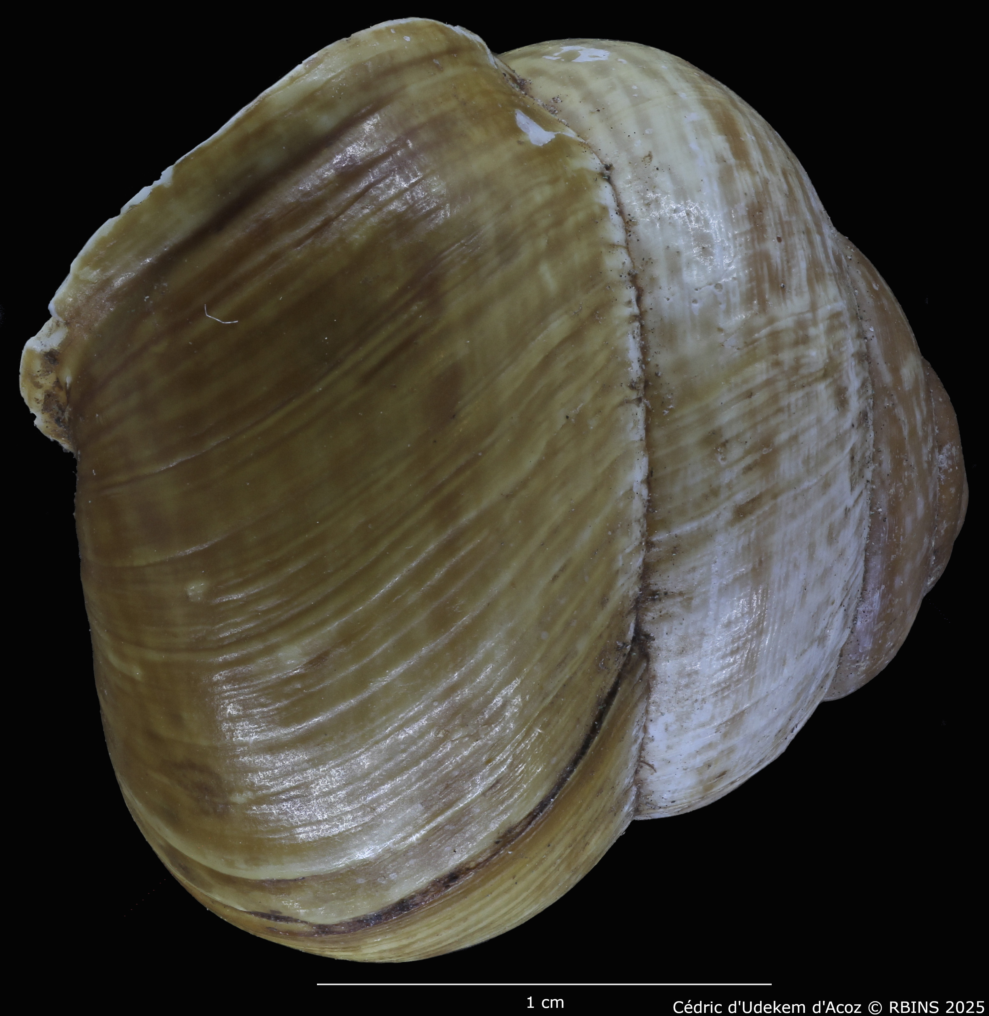 BE-RBINS-INV-MT-4171-Helix-arbustorum-trochoidalis-st-PROFILE1.jpg