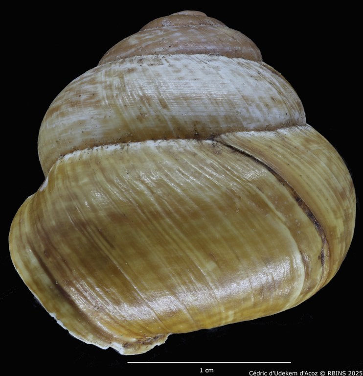 BE-RBINS-INV-MT-4171-Helix-arbustorum-trochoidalis-st-PROFILE2.jpg BE-RBINS-INV-MT-4171-Helix-arbustorum-trochoidalis-st-PROFILE2.jpg