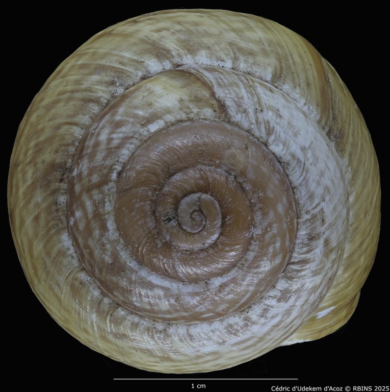 BE-RBINS-INV-MT-4171-Helix-arbustorum-trochoidalis-st-TOP.jpg BE-RBINS-INV-MT-4171-Helix-arbustorum-trochoidalis-st-TOP.jpg