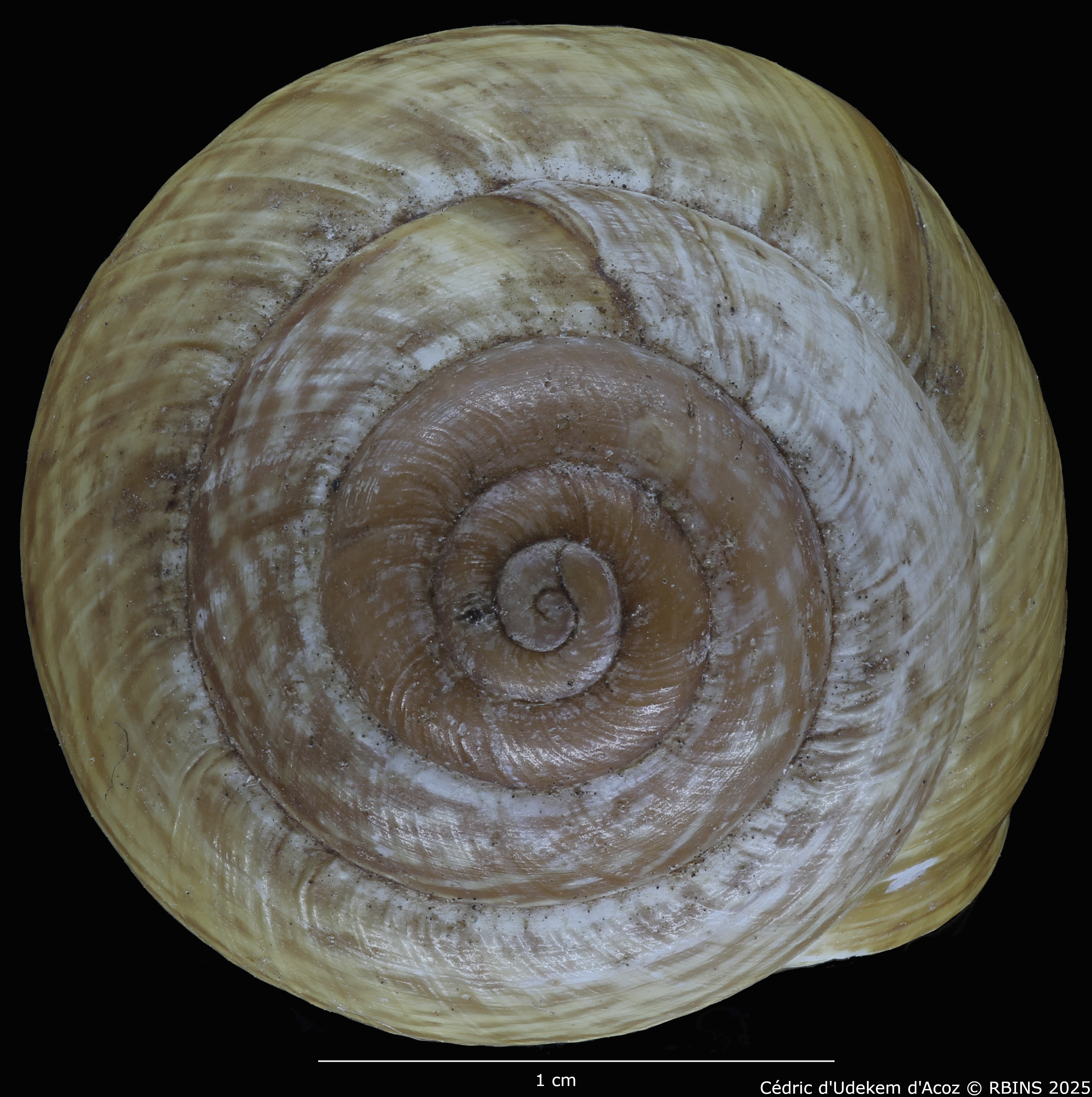 BE-RBINS-INV-MT-4171-Helix-arbustorum-trochoidalis-st-TOP.jpg
