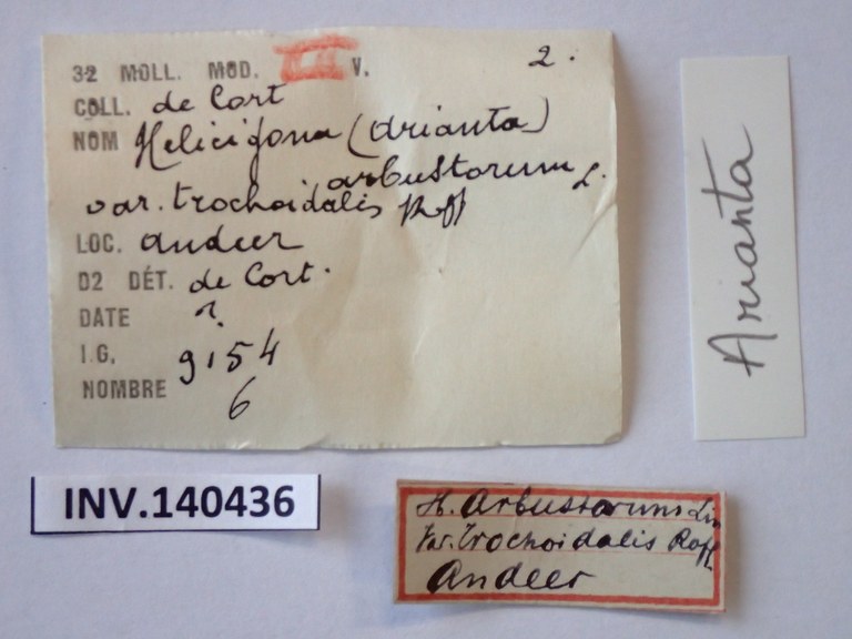 BE-RBINS-INV-TYPES-MT-4171-Helix-arbustorum-trochoidalis-LABEL.JPG BE-RBINS-INV-TYPES-MT-4171-Helix-arbustorum-trochoidalis-LABEL.JPG
