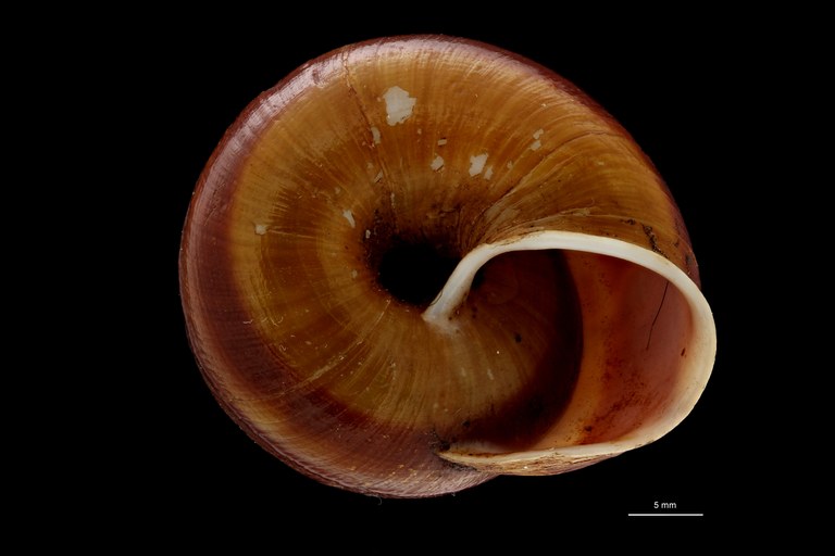 BE-RBINS-INV TYPE MT 708 Helix (Camaena) contractiva var. elata VENTRAL ZS PMax Scaled.jpg