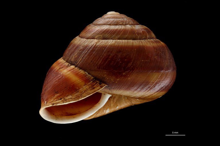 BE-RBINS-INV TYPE MT 708 Helix (Camaena) contractiva var. elata LATERAL ZS PMax Scaled.jpg