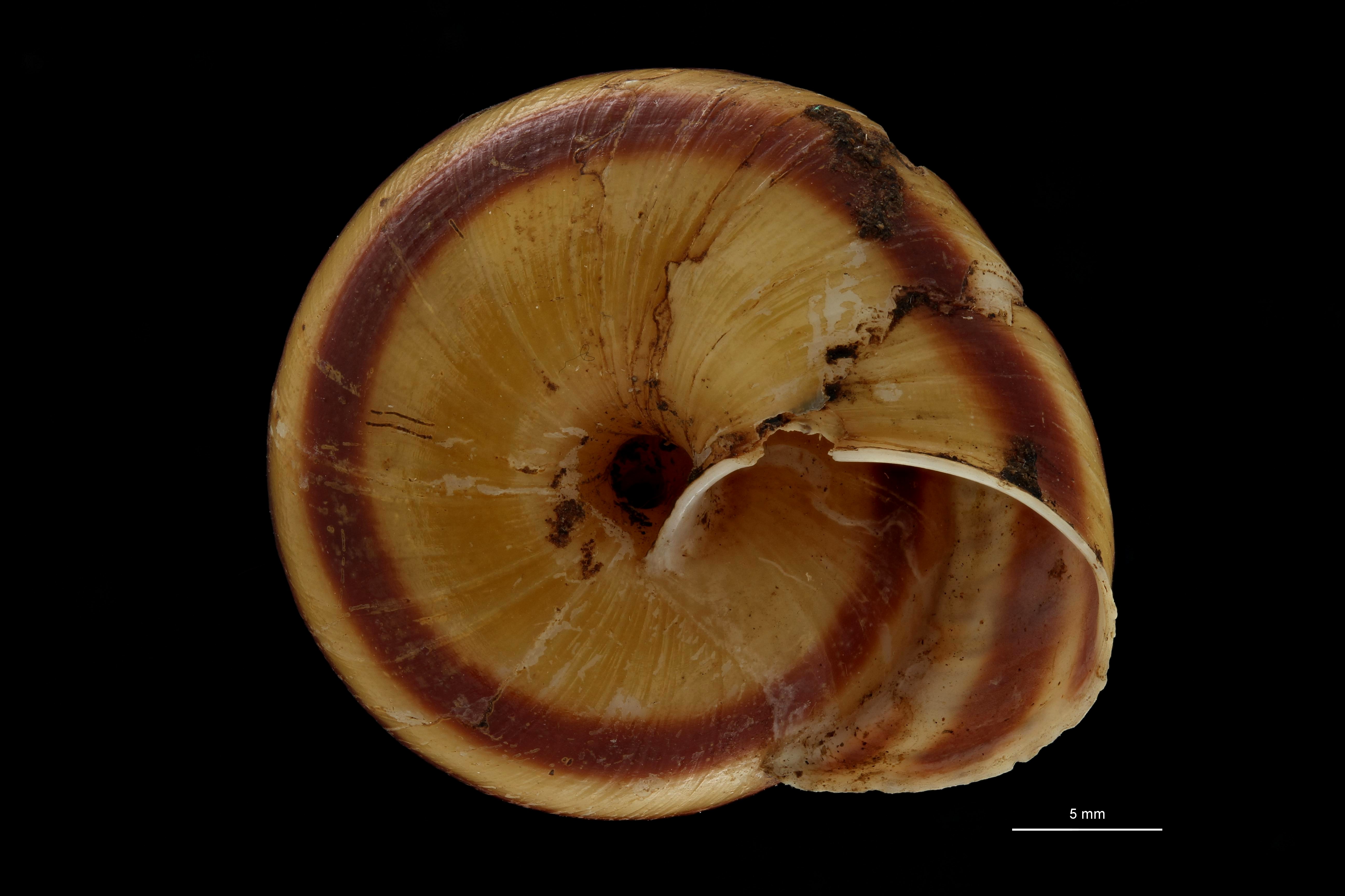 BE-RBINS-INV TYPE MT 709 Helix (Camaena) contractiva var. minor VENTRAL ZS PMax Scaled.jpg