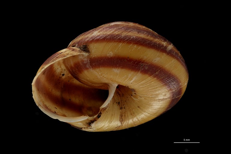 BE-RBINS-INV TYPE MT 709 Helix (Camaena) contractiva var. minor LATERAL ZS PMax Scaled.jpg