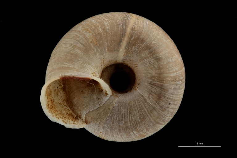 BE-RBINS-INV TYPE MT 718 Helix (Plectotropis) gitaena VENTRAL ZS PMax Scaled.jpg