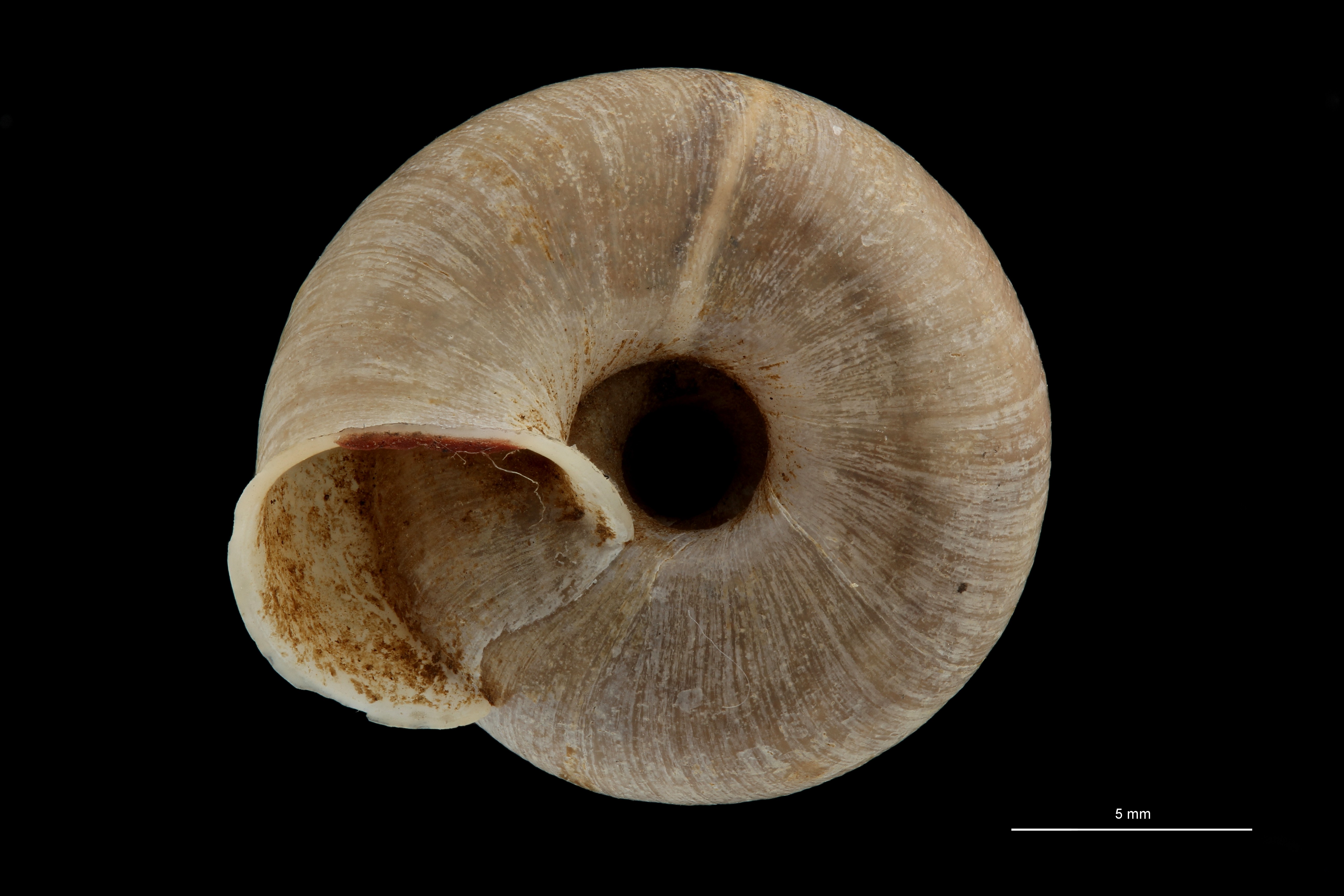 BE-RBINS-INV TYPE MT 718 Helix (Plectotropis) gitaena VENTRAL ZS PMax Scaled.jpg