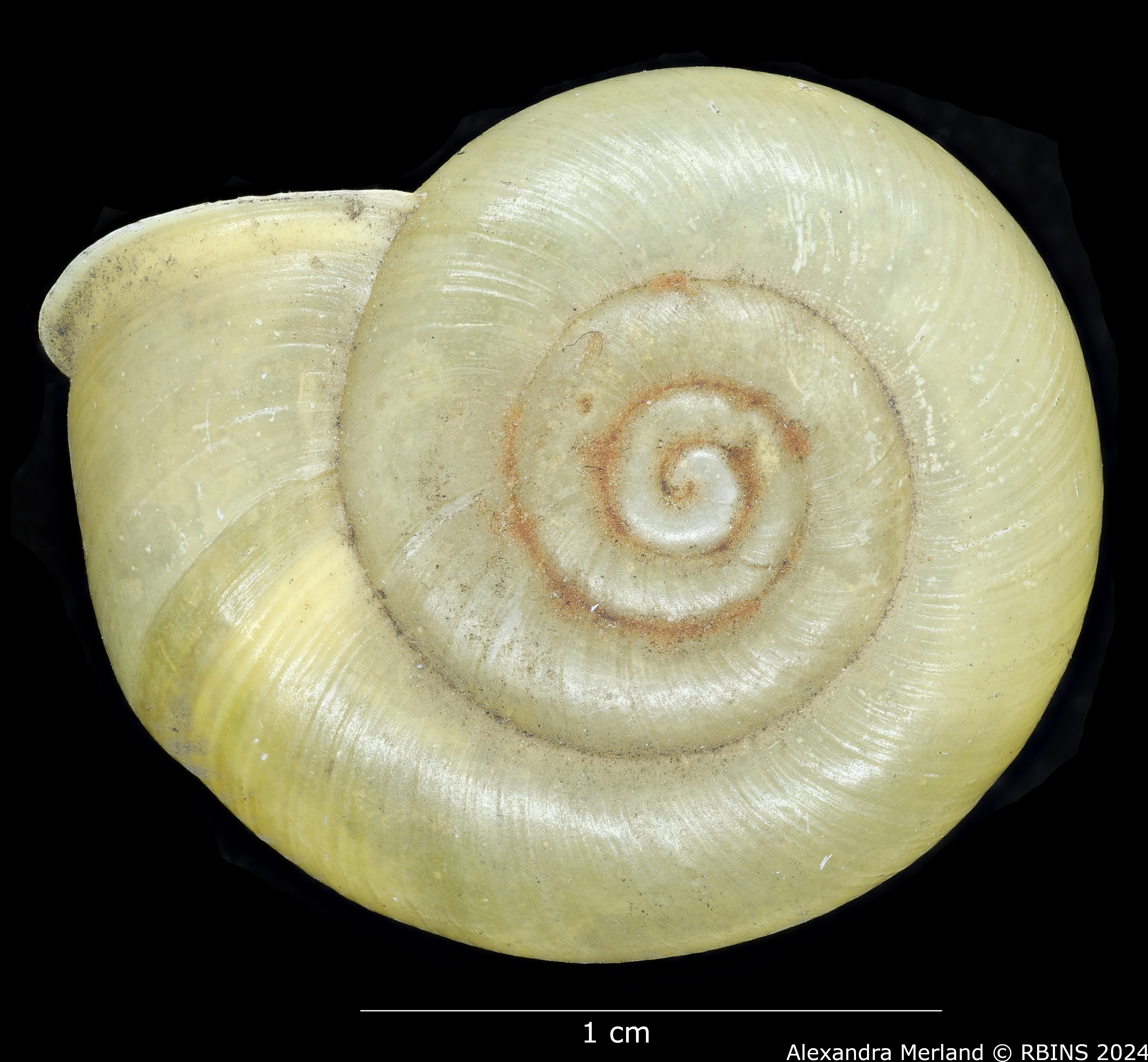 BE-RBINS-INV-MT-3556-Helix-pyrenaica-type-D.jpg