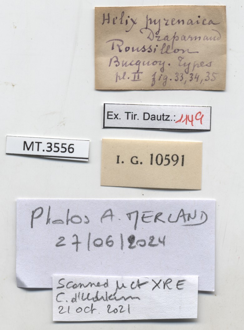 BE-RBINS-INV-MT-3556-Helix-pyrenaica-type-label.jpg