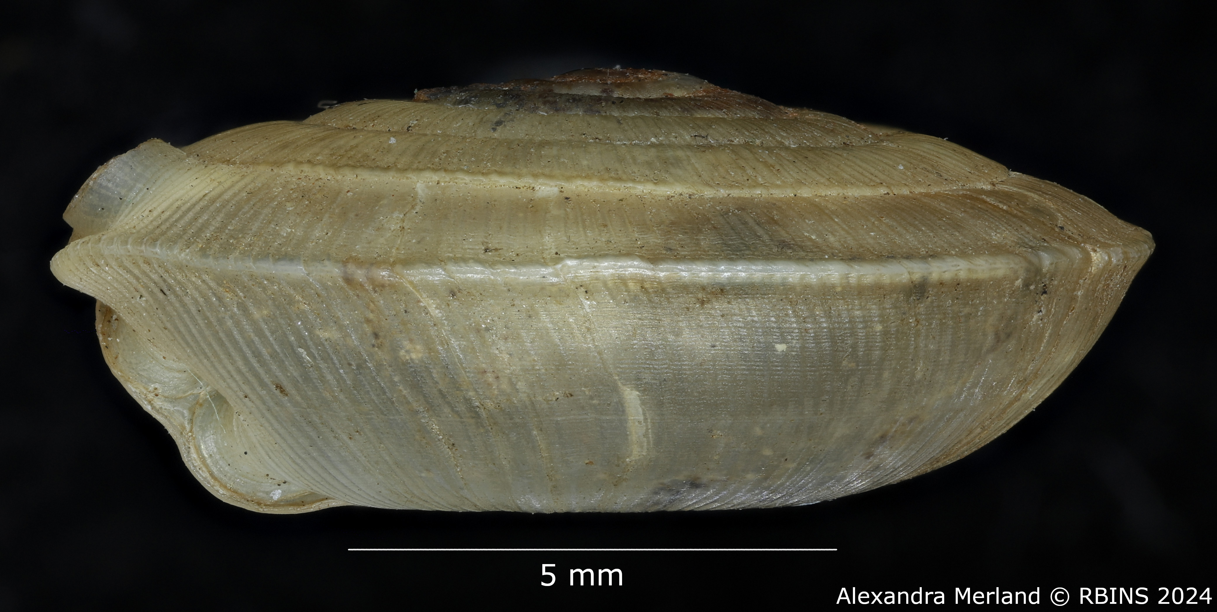 BE-RBINS-INV-MT-3555-Helix-rangiana-type-L2.jpg