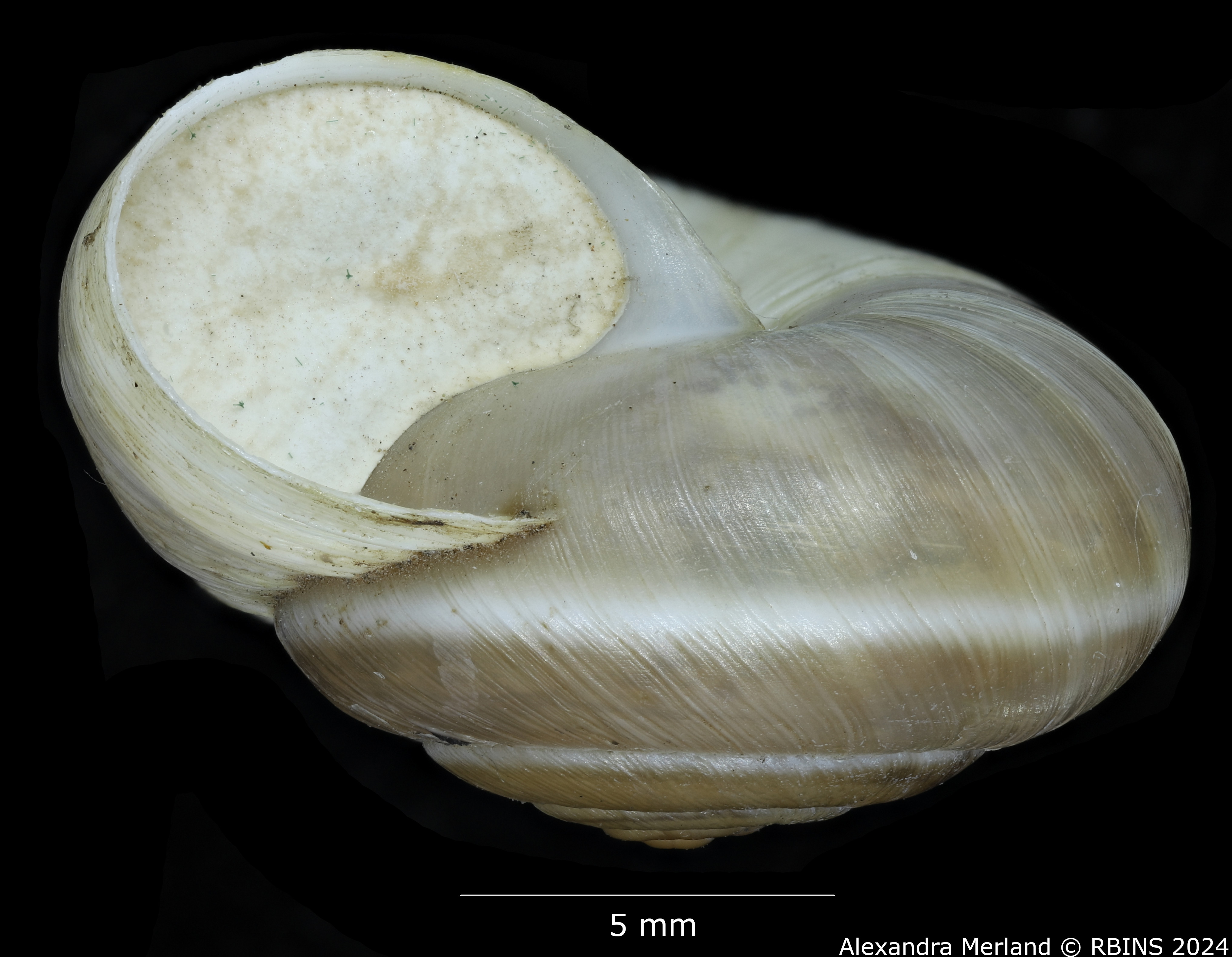 BE-RBINS-INV-MT-3536-Helix-rufispira-type-L.jpg