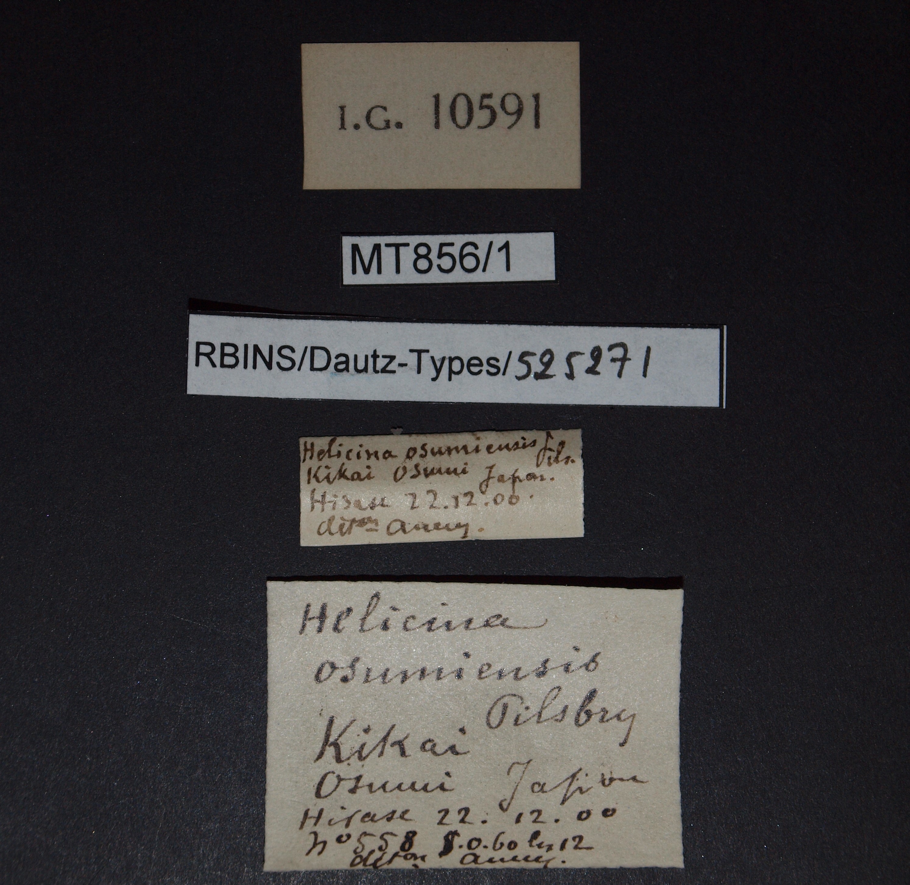 BE-RBINS-INV PARATYPE MT.856/1 Helicina osumiensis LABELS.jpg