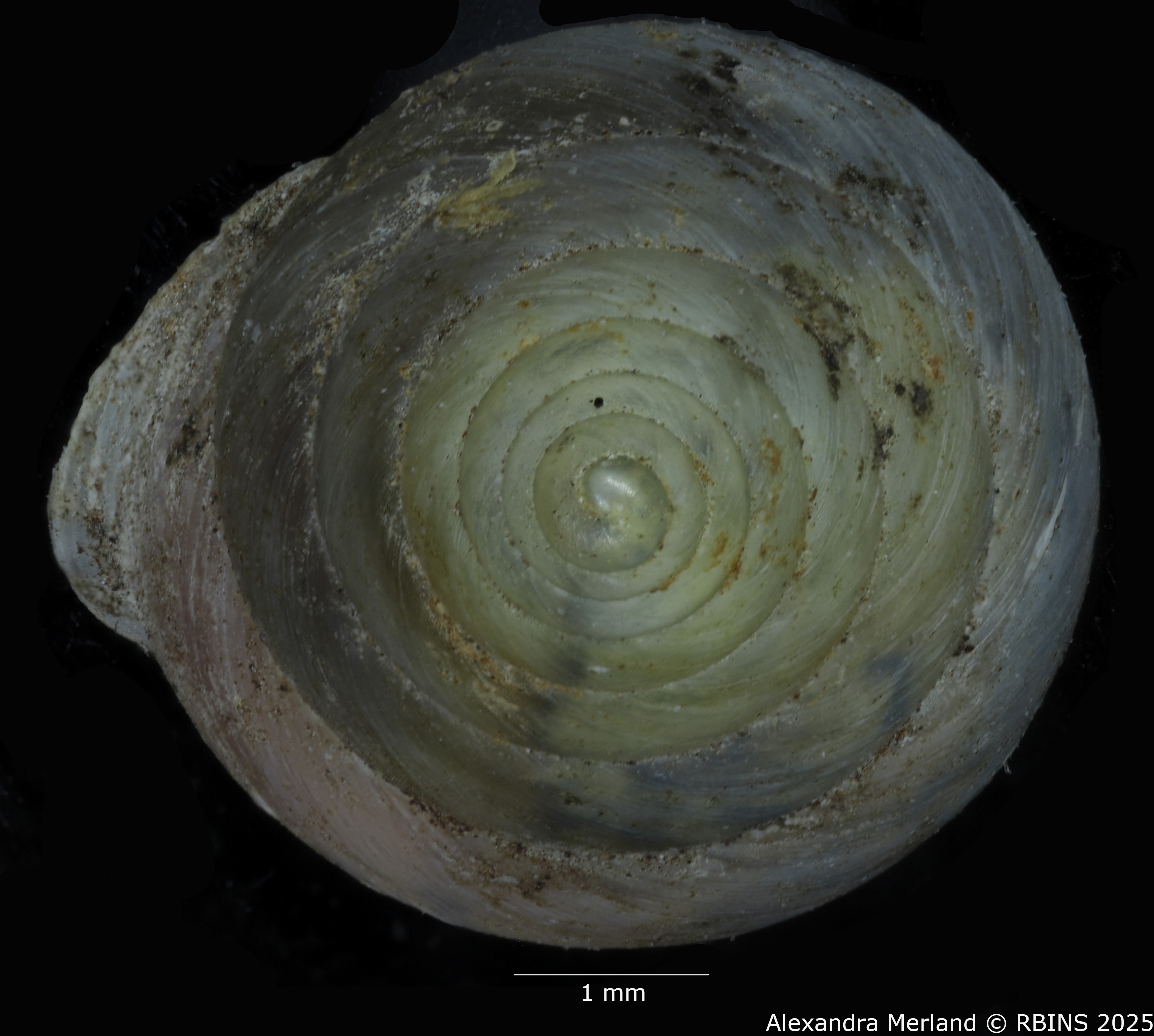 BE-RBINS-INV-MT-2009-Eutrochatella-jaumei-pt-D.jpg