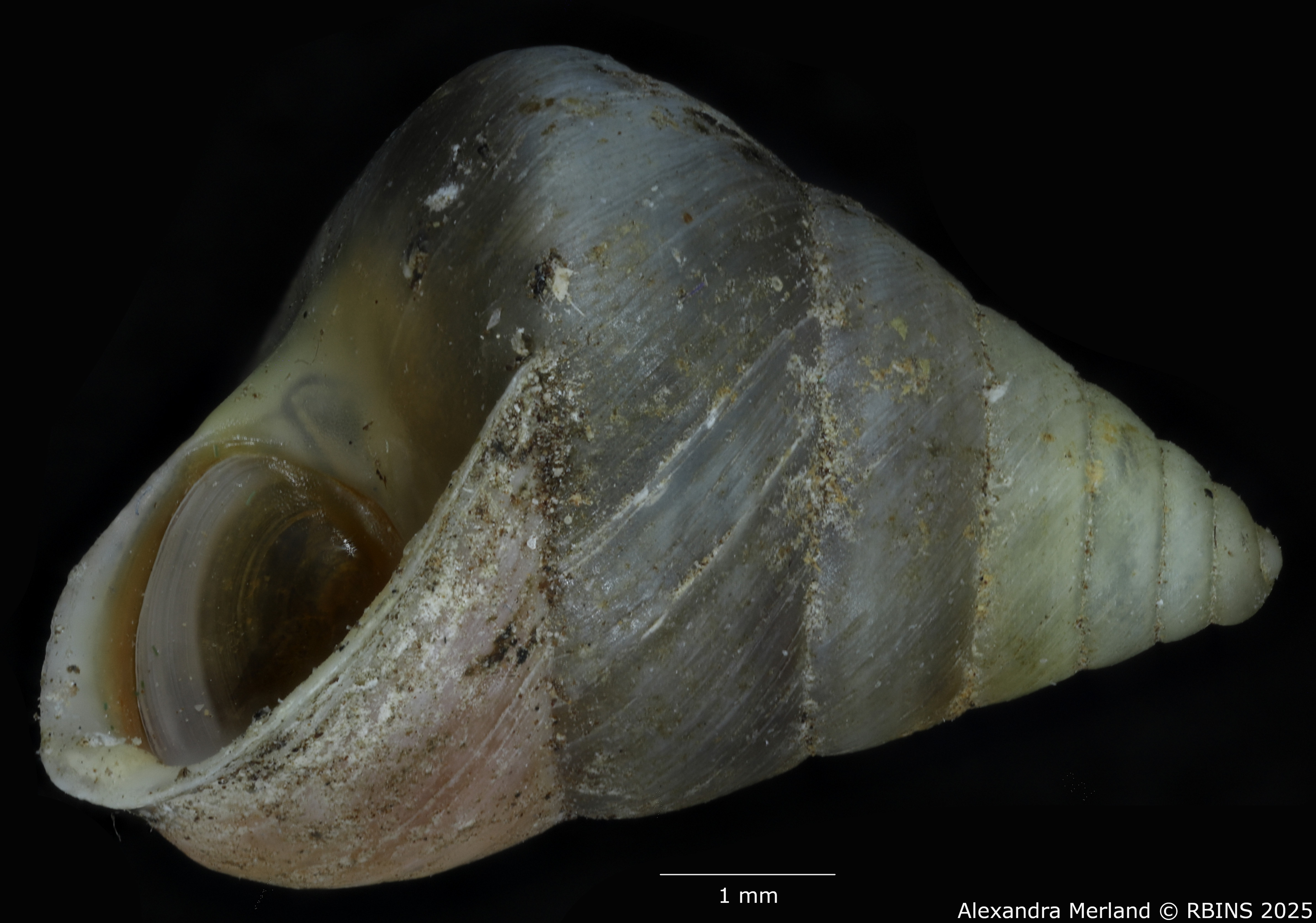 BE-RBINS-INV-MT-2009-Eutrochatella-jaumei-pt-L.jpg